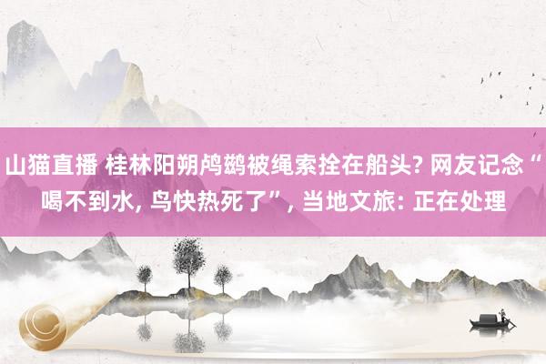 山猫直播 桂林阳朔鸬鹚被绳索拴在船头? 网友记念“喝不到水, 鸟快热死了”, 当地文旅: 正在处理